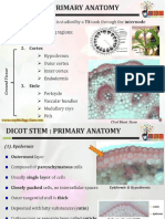 Anatomy of Dicot Stem Primary Structure PPT by Easybiologyclass