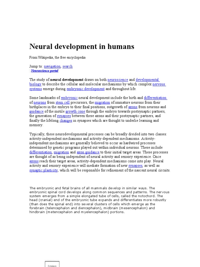 Neural Development in Humans | PDF