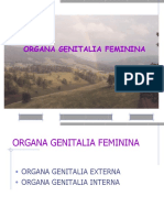 Genitalia Feminina
