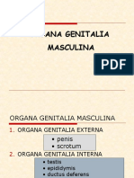 GENITALIA Laki