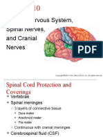 Central Nervous System, Spinal Nerves, and Cranial Nerves