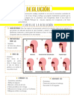 Deglución PDF