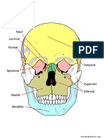 Human Skull Front