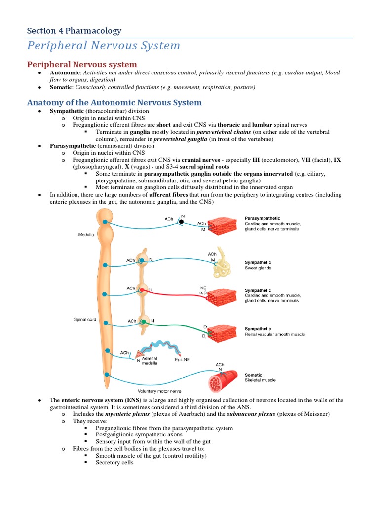 Autonomic Nervous System Overview | PDF | Autonomic Nervous System ...