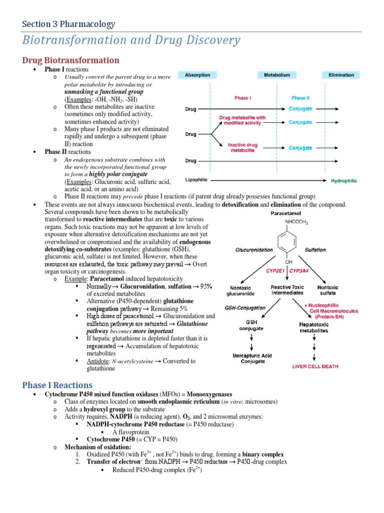 Biotransformation Phases in Drug Metabolism | PDF | Cytochrome P450 ...