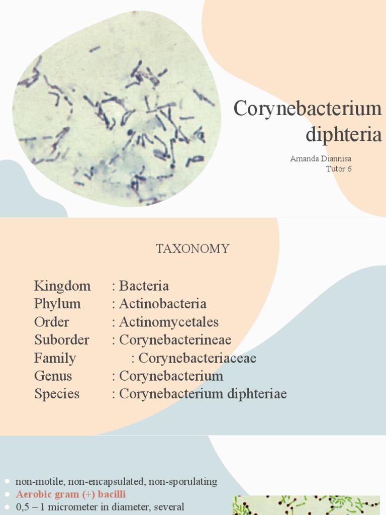 Corynebacterium Diphteria | PDF | Biology | Microbiology