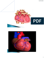 Anatomofisiologia Cardiaca