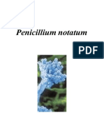Penicillium Notatum