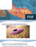 Cellular Respiration1635