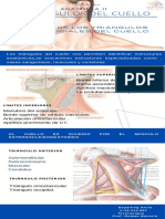 TRIÁNGULOS Del Cuello