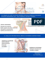 Triángulo Omoclavicular Triangulo Occipital.