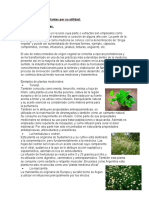 Clasificación de Las Plantas Por Su Utilidad