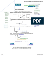 Understanding Phylogenies