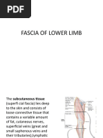 Fascia of Lower Limb