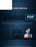 Anatomía Dental Decidua