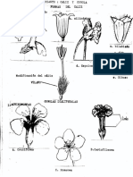 6.1 MORFOLOGIA DE LA FLOR PERIANTO