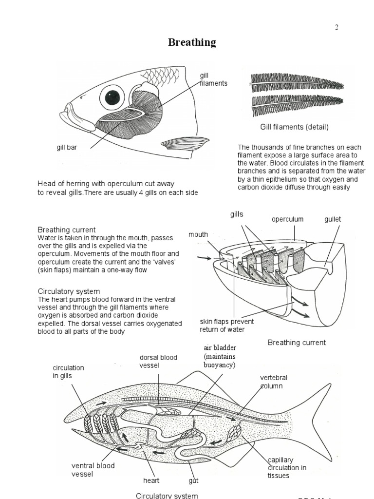 Fish Breathing Gill Circulatory System
