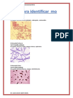 Guia para Identificar Bacterias - Enferemedades