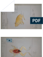 Hilal Fadlan Ramada_11190950000001_A1_Laporan Akhir Anatomi Amphibi(Rana concrivora)