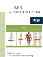 Sistemul Locomotor