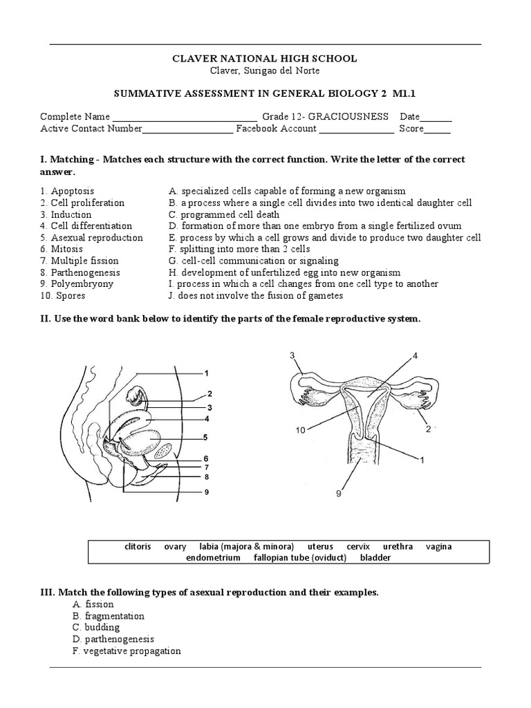 Clitoris Ovary Labia (Majora & Minora) Uterus Cervix Urethra Vagina