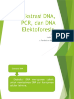 Ekstrasi DNA, PCR, Dan DNA Elektoforesis: Oleh: Nofal Tahir A Pendidikan Biologi