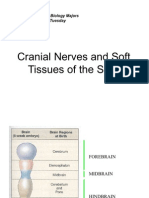 Cranial Nerves and Soft Tissues of The Skull