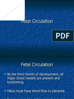 RJI - Fetal Circulation