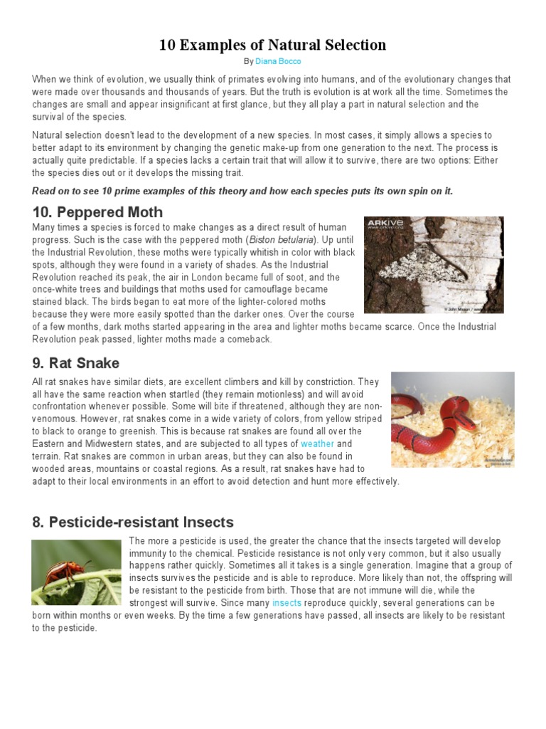 Natural Selection: 10 Key Examples | PDF | Mouse | Evolution