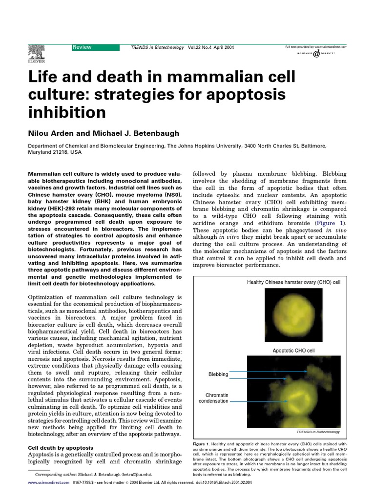 Life and Death in Mammalian Cell Culture | PDF | Apoptosis | Bcl 2