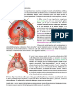 Irrigación Del Músculo Diafragma2