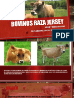 Bovinos Raza Jersey