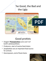 Protists: The Good, The Bad and The Ugly