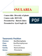 Pinnularia Presentation