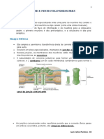 Sinapse e Neurotransmissores