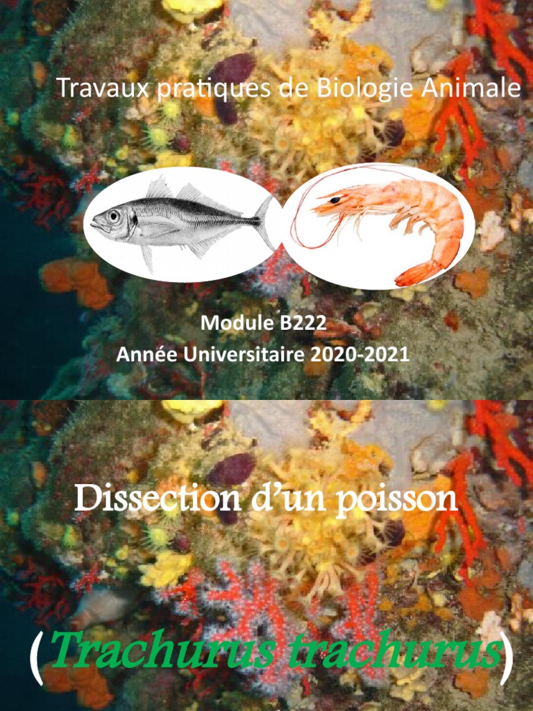 Travaux Pratique BA-Poisson | PDF | Branchie | Poisson