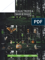 Padurea - Retea Trofica