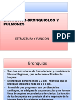 Bronquios-Bronquiolos y Pulmones