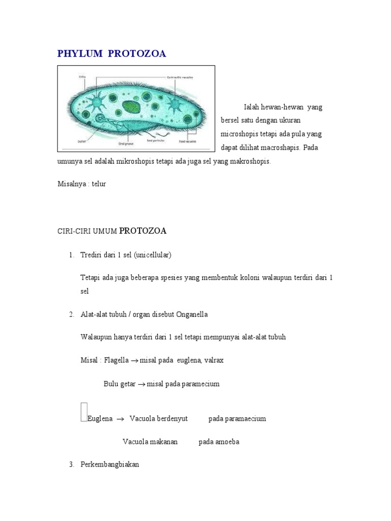 Hewan Tak Bertulang Belakang Hewan Tak Bertulang Belakang