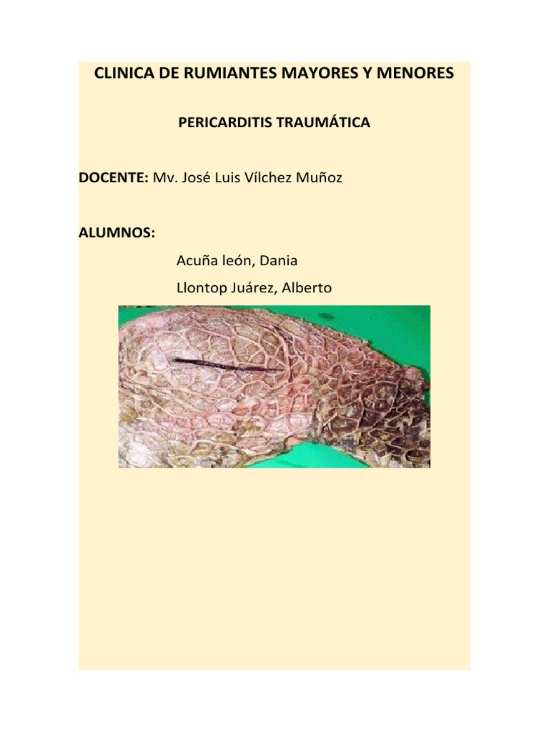 Reticulopericarditis Traumática en Bovinos | PDF | Abdomen ...