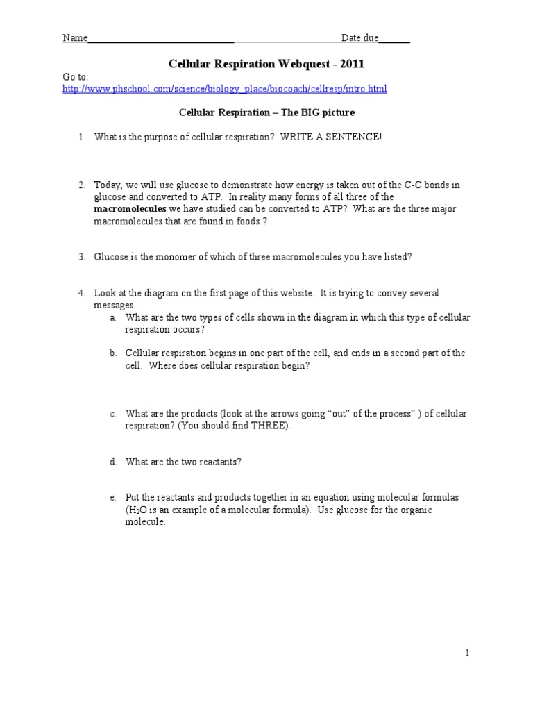 Cellular Respiration Webquest Answer Key Pdf