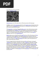 Download Gut flora by awatbio SN51226116 doc pdf