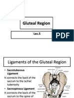 Gluteal Region 2014 - Copy (1) .Pptxlec 5