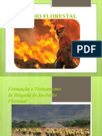Incendio Florestal 1