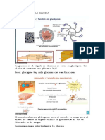 Metabolismo de La Glucosa