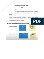 Organografia e Taxonomia Vegetal - Resumo