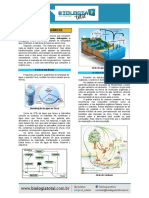 (Teoria) Ciclos Biogeoquímicos