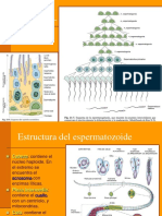 Aparato Reproductor III (Gametogenesis y Ciclo Ovárico) 3ro Sec Lsa 2020.