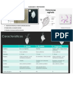 Flagelados Ii Tricho Leish Lab