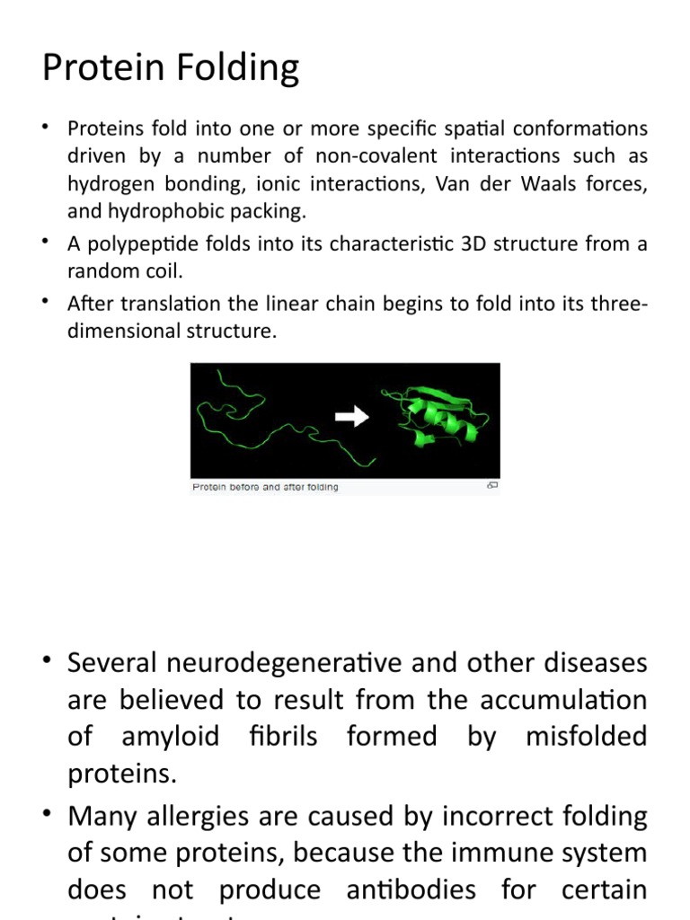 Protein Folding PDF Protein Folding Beta Sheet